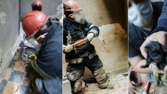 video: asi rescataron a un cachorro de tan solo cinco dias atrapado en un desagüe