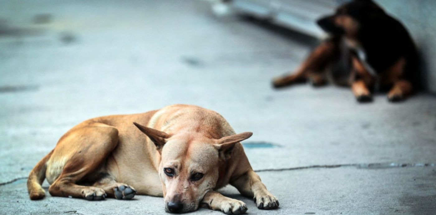 1651168952161.jpg?x=13&y=116&width=1477&height=738&rotate=0&scaleX=1&scaleY=1&ow=1500&oh=999&&cw=1920&ch=950