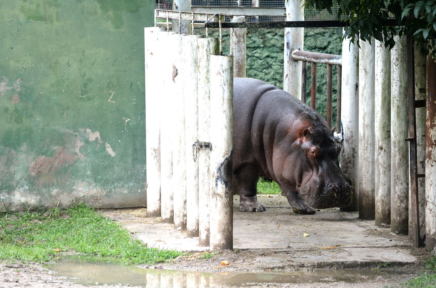 Hipólito el hipoótamo del ex zoo Bioparque (6)
