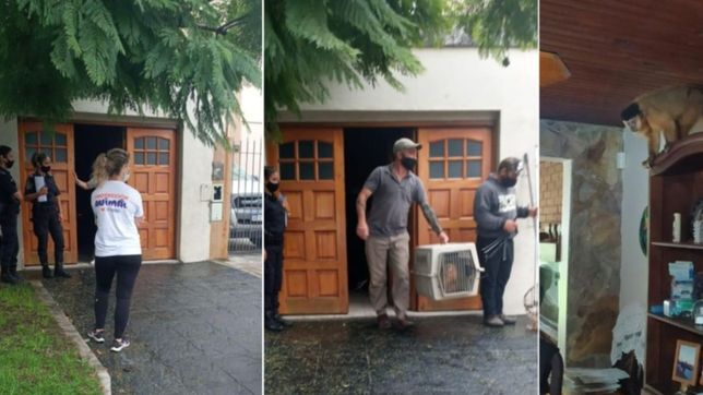 rescatan al mono que estaba cautivo en una casa de la plata