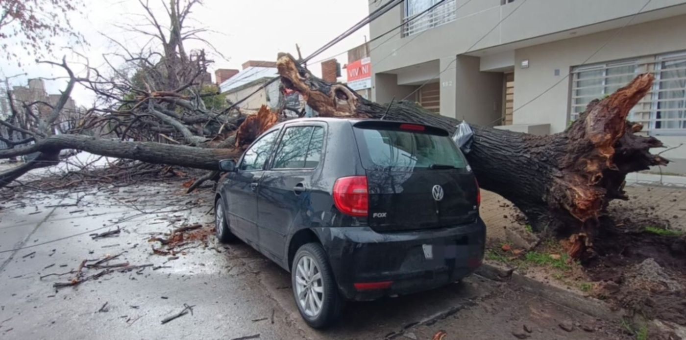 árbol sobre el auto en 67 entre 116 y 117