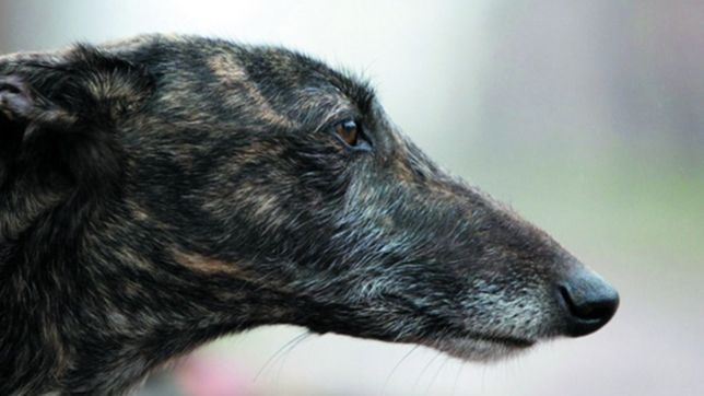 se hicieron pasar por clientes, asaltaron una veterinaria y se llevaron hasta un perro