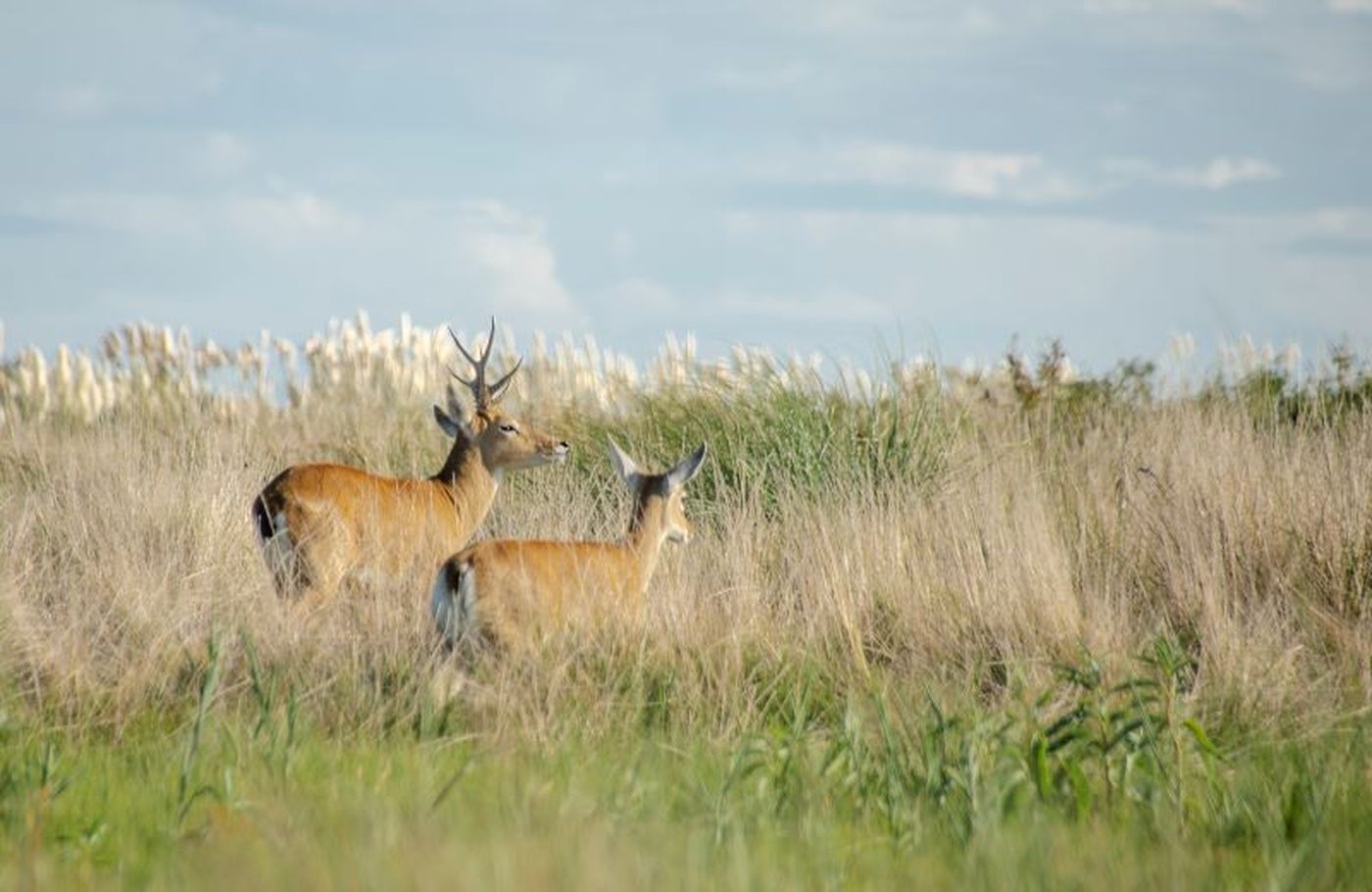 unlp venado las pampas-1.jpg