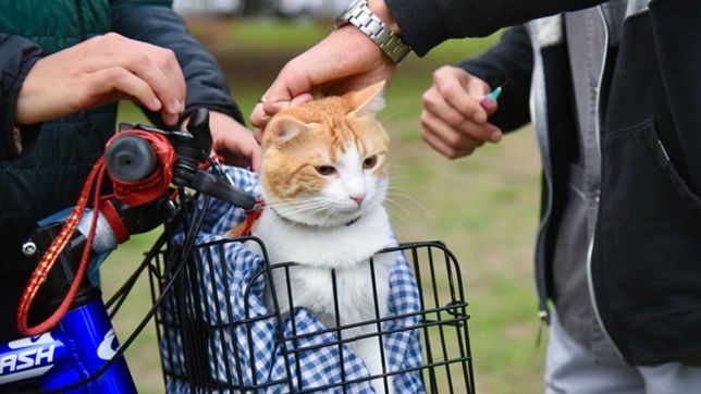 la atencion veterinaria gratuita llega esta semana a nuevos barrios de la plata