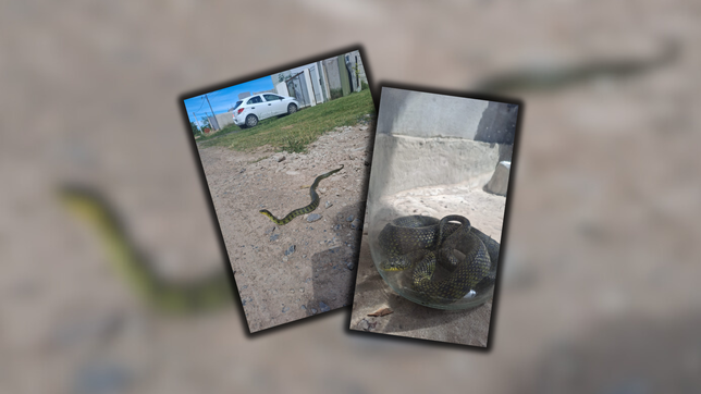 una serpiente de mas de un metro causo sorpresa en la plata: ¿que especie es y como hay que proceder?