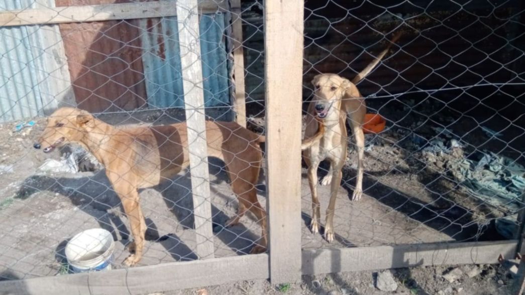 Buscaban dos galgos robados y se encontraron con un búnker repleto de armas y municiones