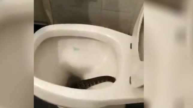 video: aparecio un lagarto en el inodoro y asusto a una joven