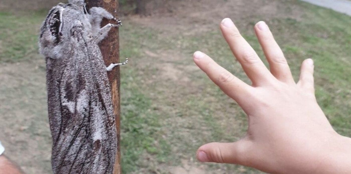 Polilla gigante