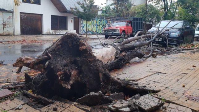 tormenta, viento, arboles caidos y cortes de luz: sigue el alerta y asi estan las calles de la plata