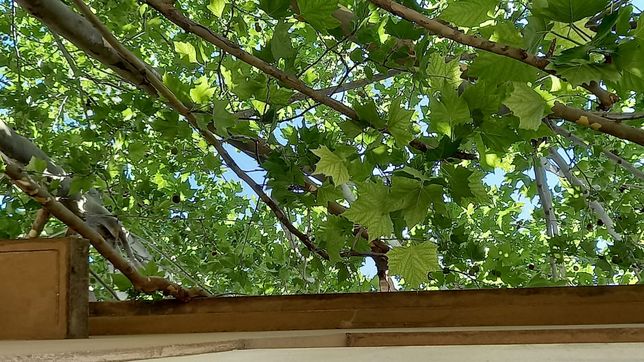 una vecina de la plata reclama por la poda de un arbol que no para de crecer y ya se metio en su casa