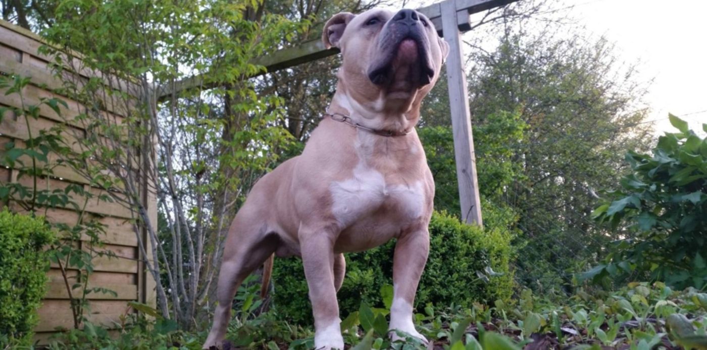 American Bully
