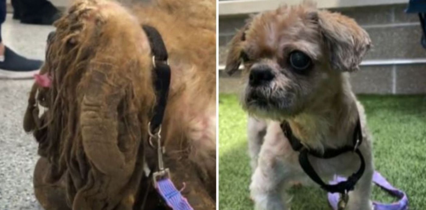 Antes y después del perro rescatado