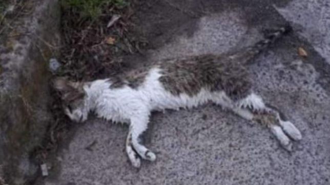 vecinos de ringuelet en alerta por un envenenador serial de mascotas