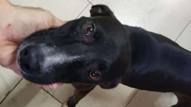 video: un perro llego solo a una veterinaria para que lo atendieran y se volvio viral