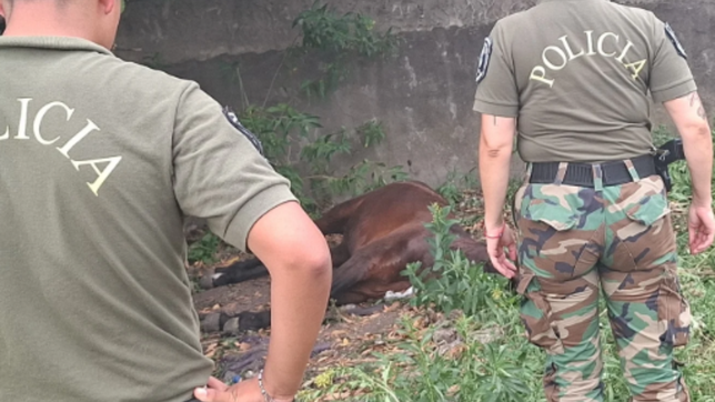un tren de carga atropello a un caballo atado a las vias en barrio hipodromo y tuvo que ser sacrificado