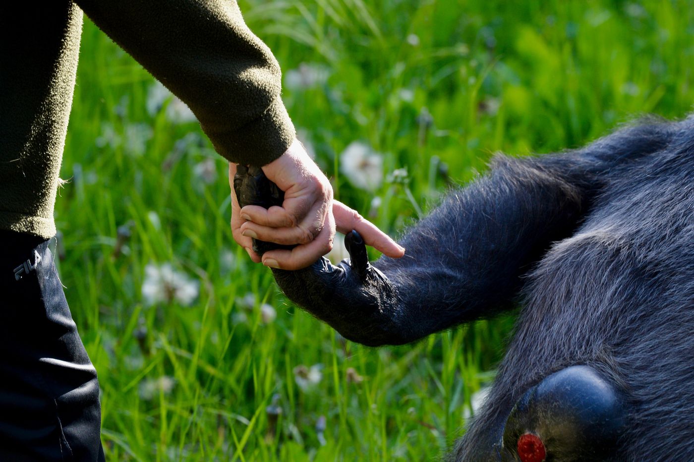 Chimpancé Tommy con Damián Dieguez Bioparque (6).jpeg