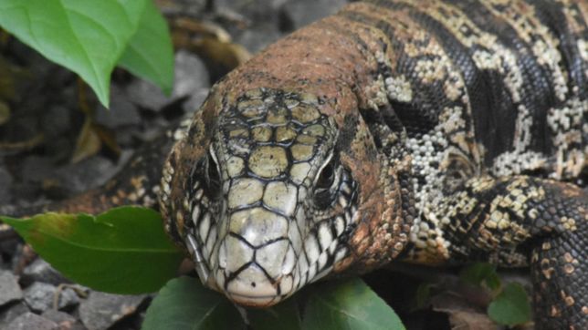 siguen apareciendo lagartos en la plata: una mujer se topo con uno en el patio de la casa