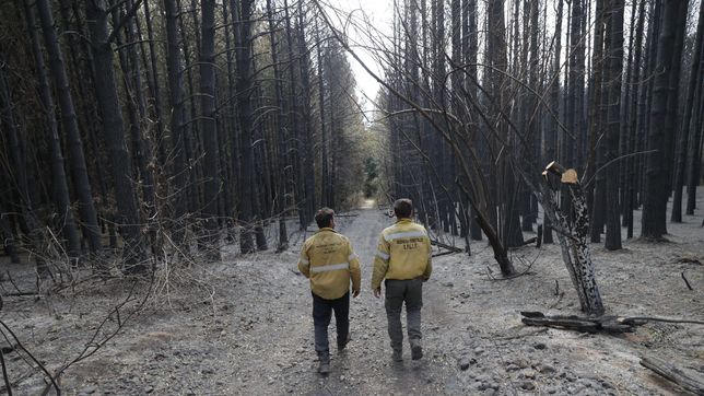 abogados de la plata denunciaron a milei y bullrich por los incendios forestales