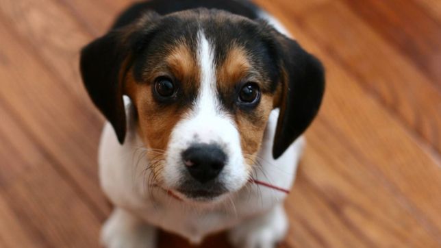 una mujer intento matar al perro de su vecina echandole insecticida en la cara