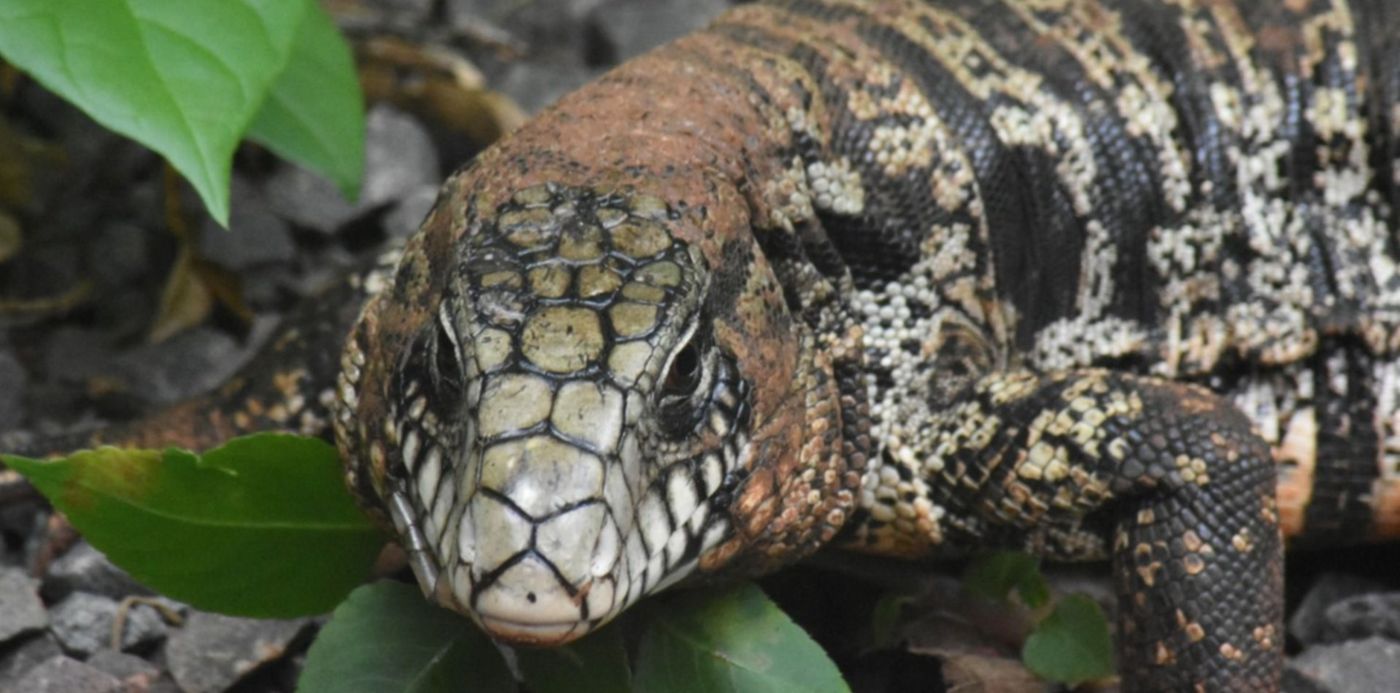 1604689248272.jpg?x= 5&y=137&width=1510&height=755&rotate=0&scaleX=1&scaleY=1&ow=1500&oh=1000&&cw=1920&ch=950