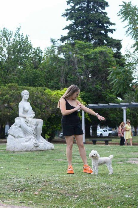 Mosquitos, Dengue (2).jpg