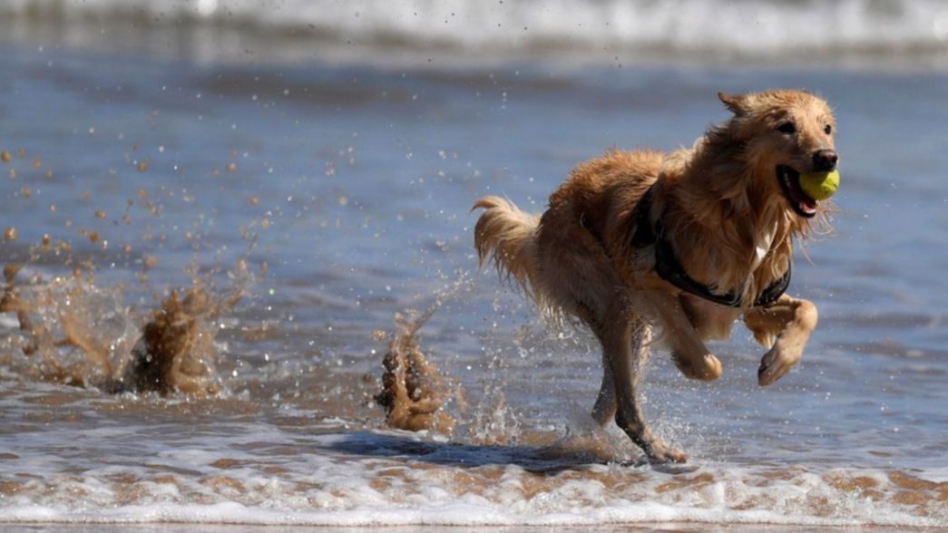 Correa, identificación, vacunas y más: las recomendaciones para vacacionar con mascotas
