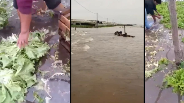 videos: el temporal afecto al cordon frutihorticola y se llevo gran parte de la produccion