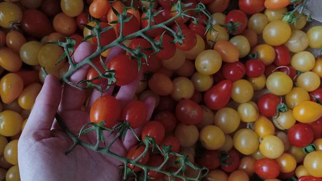 musica en vivo, feria y verduras a precios populares en una nueva edicion del festival alma verde