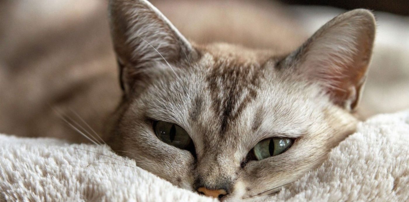 1565195425227.jpg?height=743&scaleX=1&scaleY=1&ow=1500&oh=955&x=0&y=127&width=1487&rotate=0&&cw=1920&ch=950