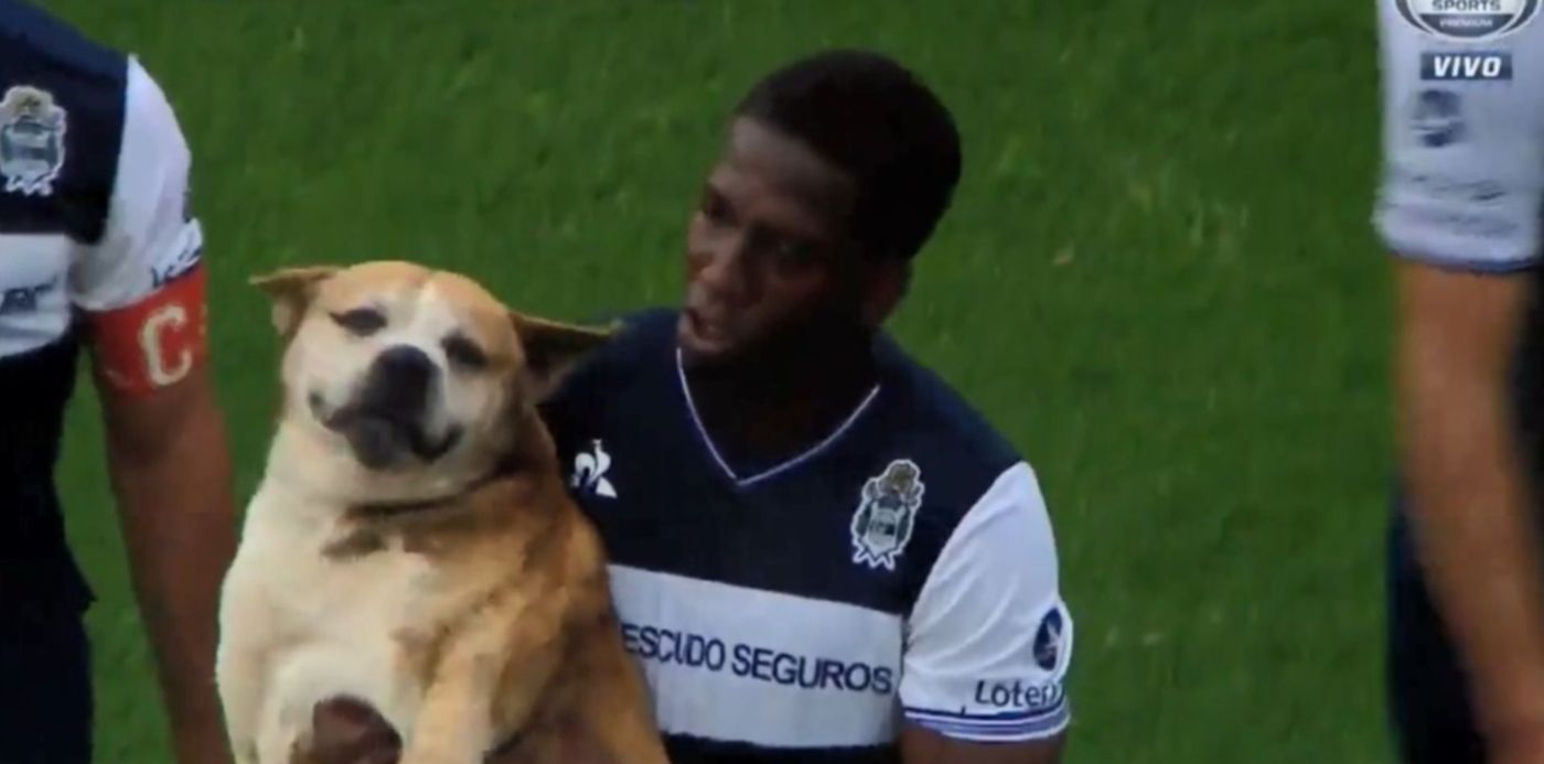 1538341137359.jpg?x=9&y=0&width=1372&ow=1500&height=686&rotate=0&scaleX=1&scaleY=1&oh=686&&cw=1920&ch=950