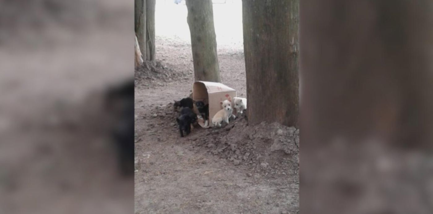 1553613472673.jpg?height=637&rotate=0&scaleY=1&x=2&y=75&width=1274&scaleX=1&ow=1280&oh=777&&cw=1920&ch=950