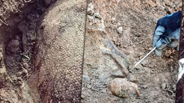 hacian un pozo para un edificio y hallaron un gliptodonte del tamano de un fiat 600