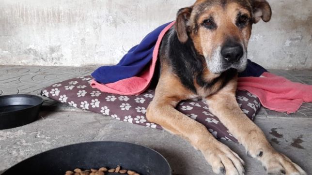 buscan dueno para coco, el perro atacado con una ballesta en la plata