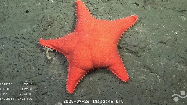 una expedicion en el mar argentino fascina con hallazgos en vivo trasmitidos por stream