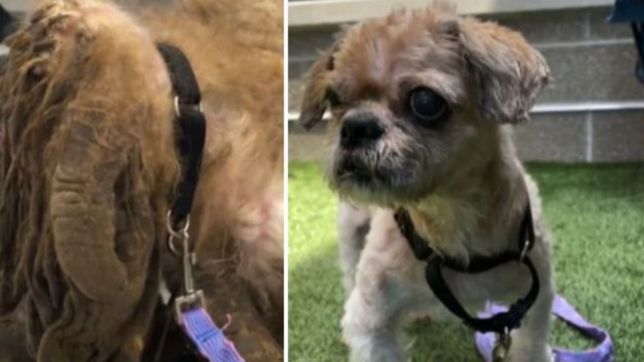 el increible antes y despues de un perro rescatado al que le sacaron 3 kilos de pelo