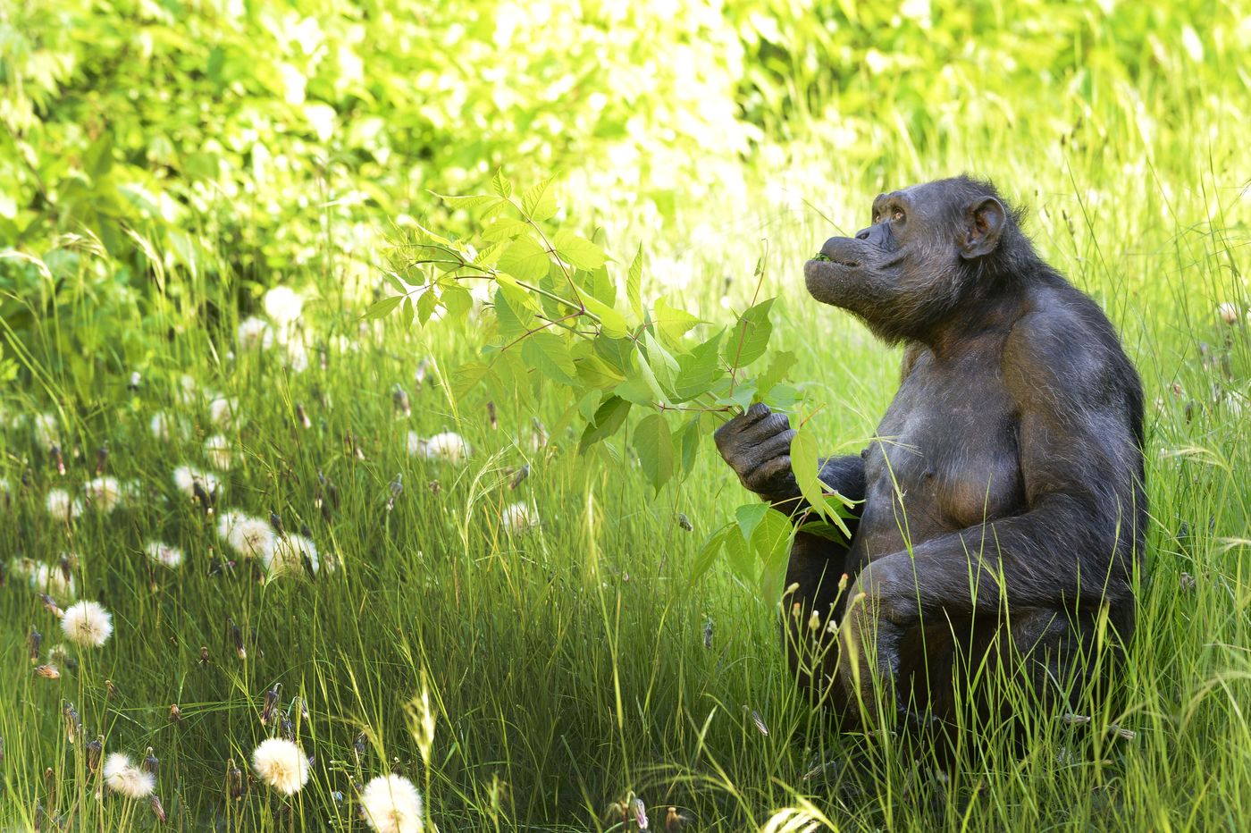 Tomy chimpancé Zoológio Bioparque (10).JPG