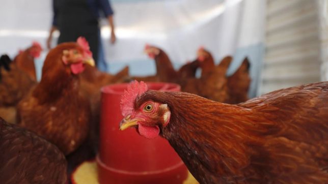 avanza la gripe aviar y ya son tres los distritos bonaerenses afectados por la enfermedad
