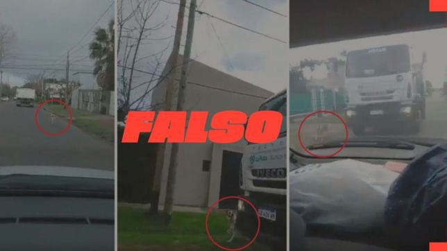 la verdadera historia del video viral de la supuesta perra abandonada en la plata