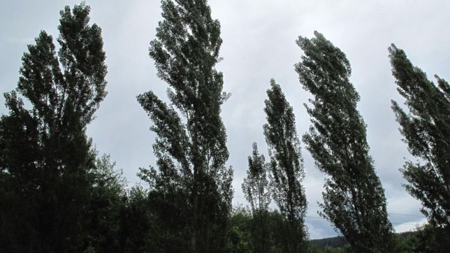 lanzan un alerta amarillo en la plata por vientos que podrian alcanzar los 60 km/h