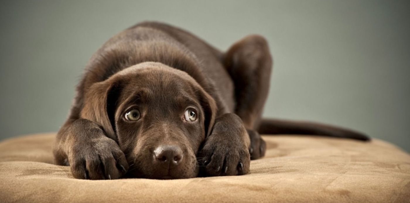 1576788646423.jpg?x=12&y=40&width=1467&height=733&rotate=0&scaleX=1&scaleY=1&ow=1500&oh=842&&cw=1920&ch=950