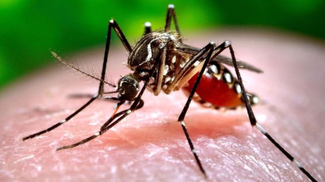 piden aprovechar la cuarentena para limpiar criaderos y mantener a raya al dengue