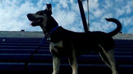 la emotiva historia de diego, el perro que en gimnasia bautizaron en honor a maradona la emotiva historia de diego, el perro que en gimnasia bautizaron en honor a maradona