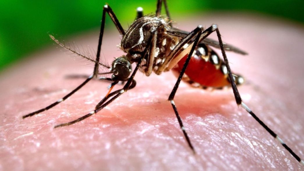 Los casos de dengue en la Provincia cuadriplican a los del año pasado