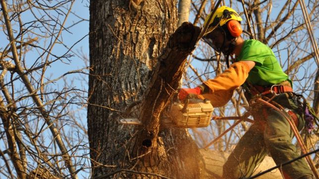 un podador particular dejo sin luz a dos barrios de la plata