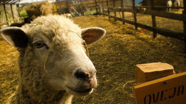 ¡vota y sali de picnic! mizujo vs parque ecologico, las opciones para disfrutar el domingo