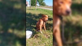 crueldad absoluta: un caso de maltrato animal revoluciono a un barrio de la plata crueldad absoluta: un caso de maltrato animal revoluciono a un barrio de la plata