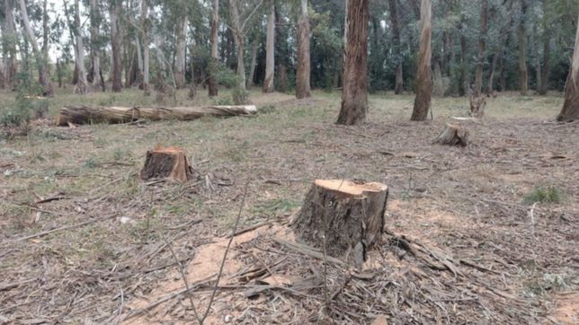 guardaparques denuncian una tala inescrupulosa dentro del parque pereyra iraola
