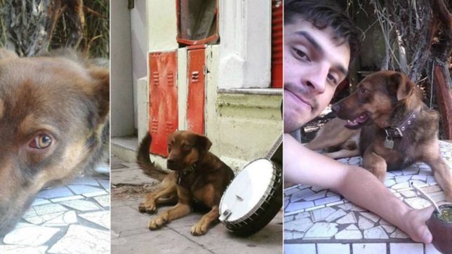 quesito, el perro platense que se perdio hace tres meses y todavia no aparece