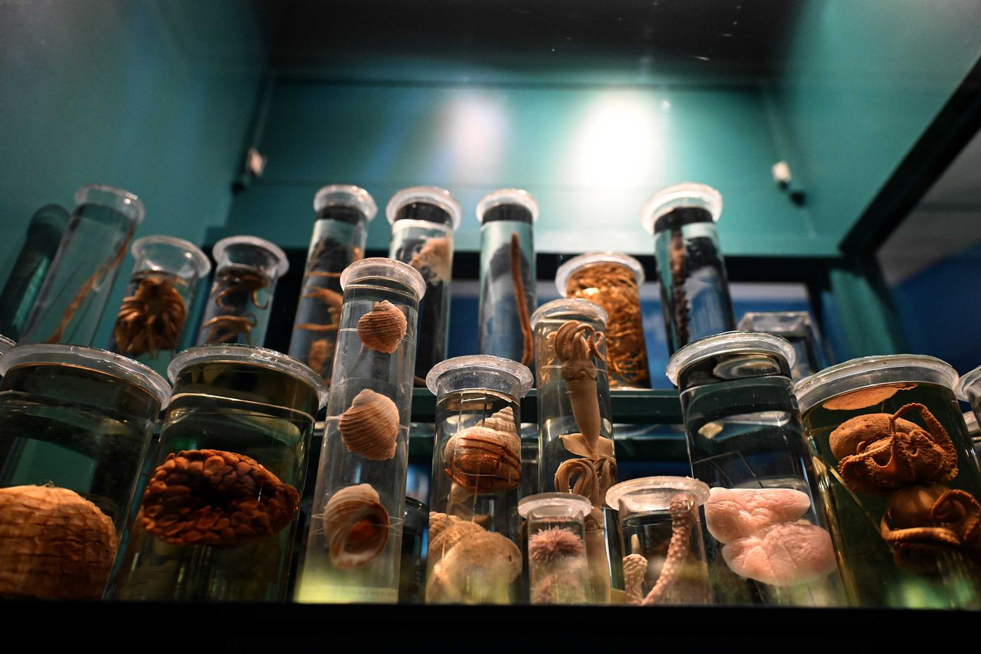 Exhibición invertebrados Museo de La Plata (2)