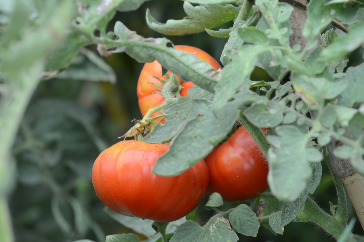 Fiesta del Tomate Platense (2).jpg